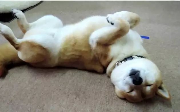 爱犬生病了,爱犬病的处理方法