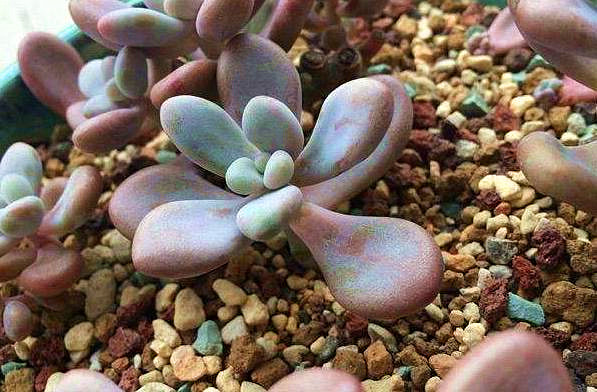 多肉植物桃蛋夏天怎么养护,桃蛋多肉植物养殖方法