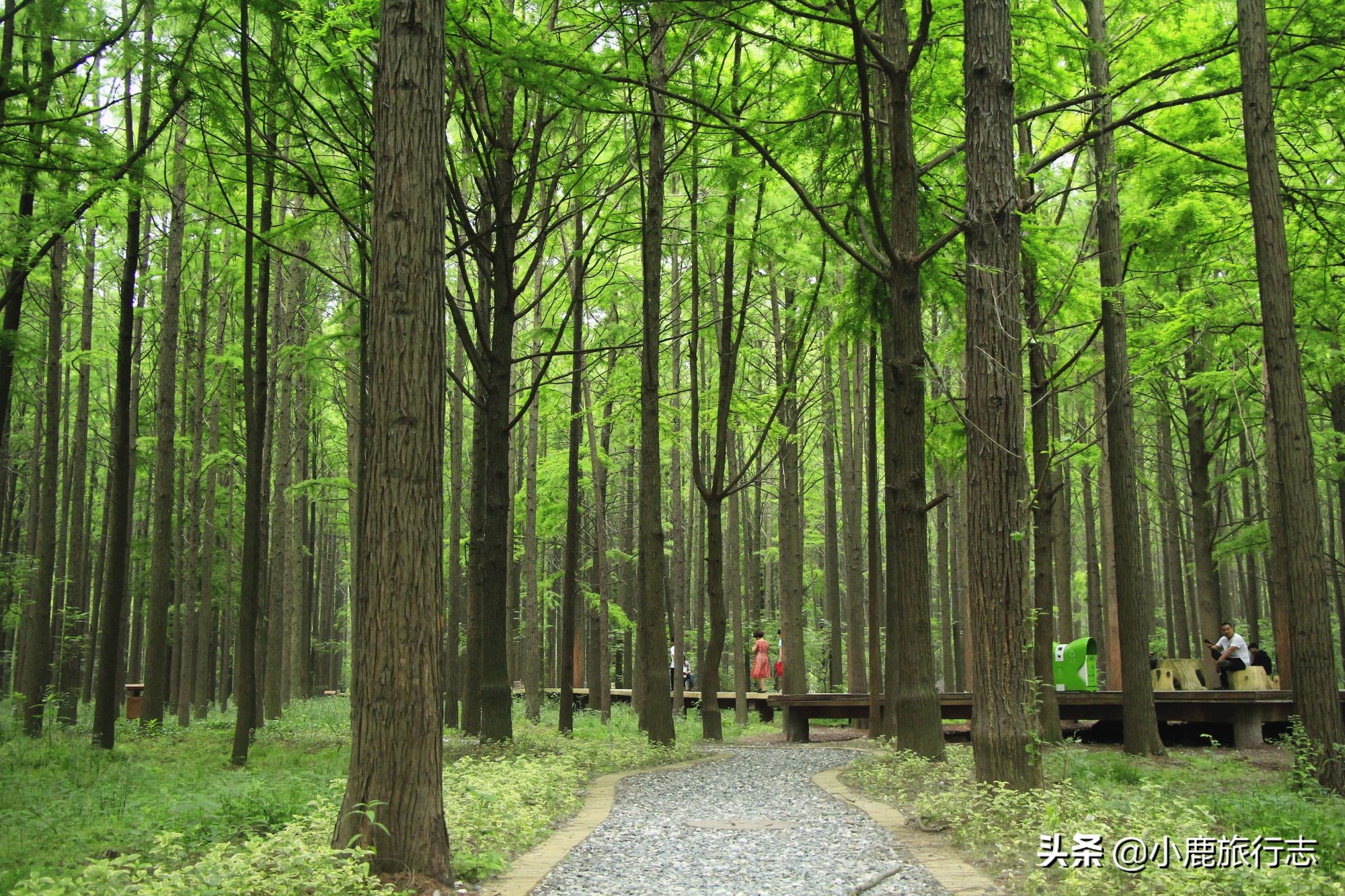 北京免费玩森林公园有哪些,北京森林公园一日游最佳攻略
