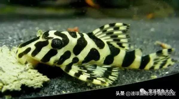 宠物鱼推荐小型的鱼,哪种宠物鱼最可爱