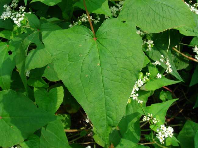金荞麦四川怎么叫,金荞麦别名是不是土茯苓
