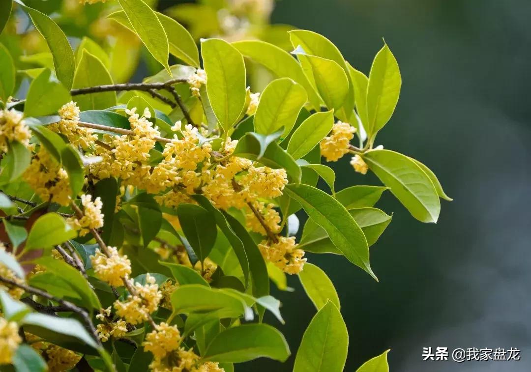 在盘龙的桂花香里，亲吻这个秋天|黑龙潭公园美图大赏