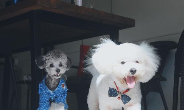 贵宾会把家里谁当主人,巴哥犬把你当妈妈了