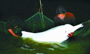 长江珍贵动物,长江唯一哺乳动物