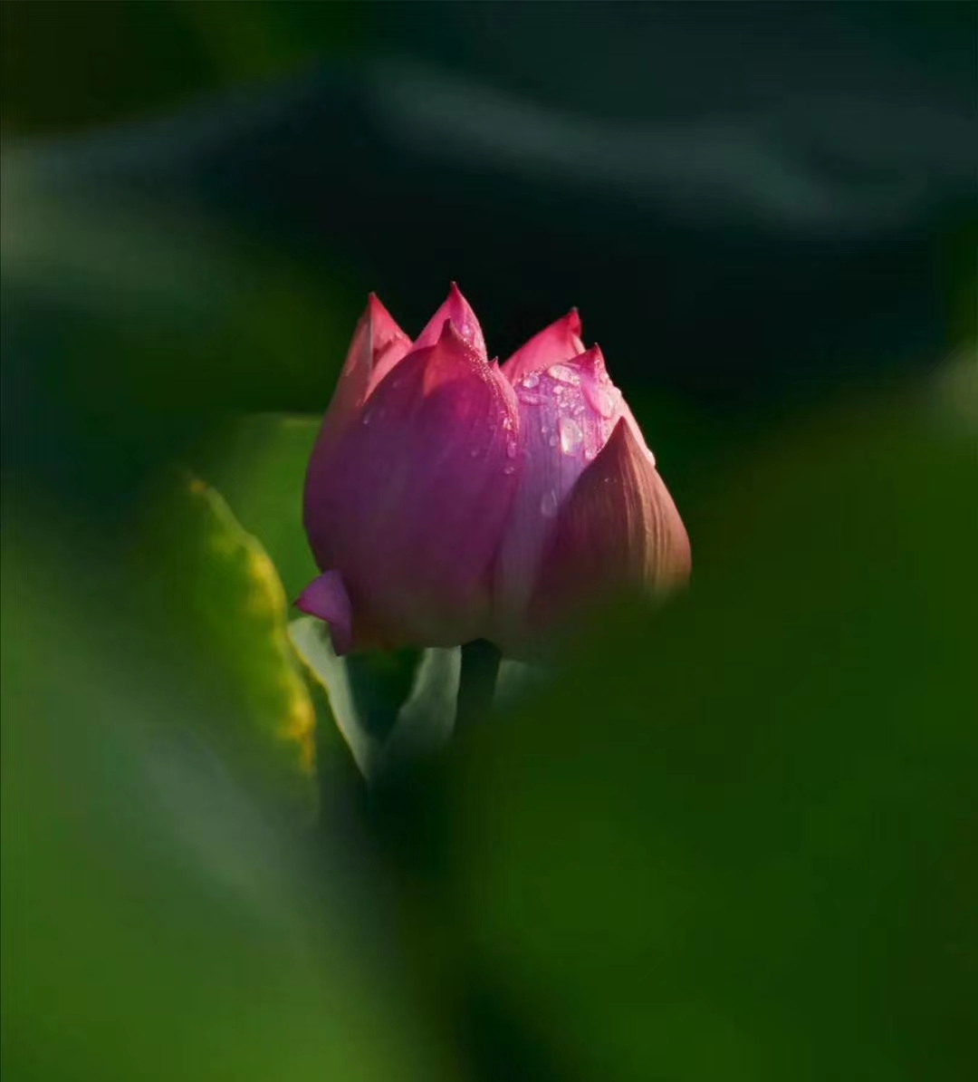 夏荷雅韵舞蹈,夏荷雅韵视频