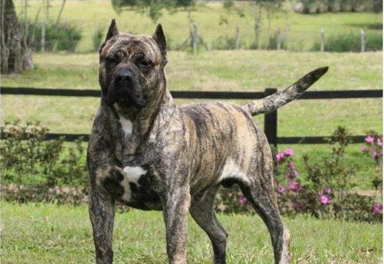 各国猛犬品种排名,各国品种猛犬