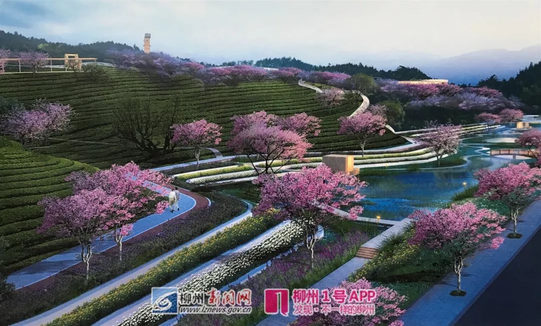 柳州紫荆花园在哪里,柳州紫荆花园最新消息