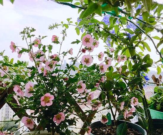 怎么做花肥效果好,自制花肥料花生壳