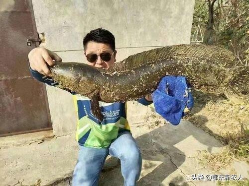 鱼塘除黑鱼的正确方法,黑鱼为什么会污染水质