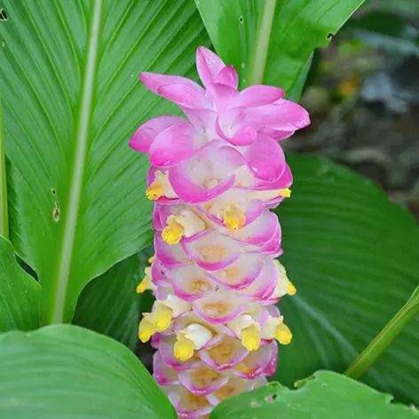 姜黄花种植方法,姜黄盆景养殖方法