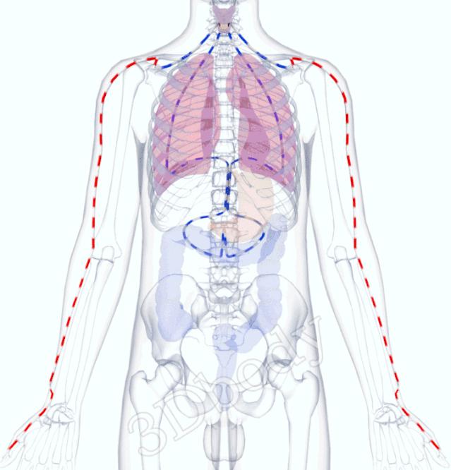 3d十四经络动态循行图,经络图3d动态图三焦经