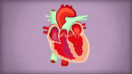 这份心脏说明书请收好,心脏保健手册