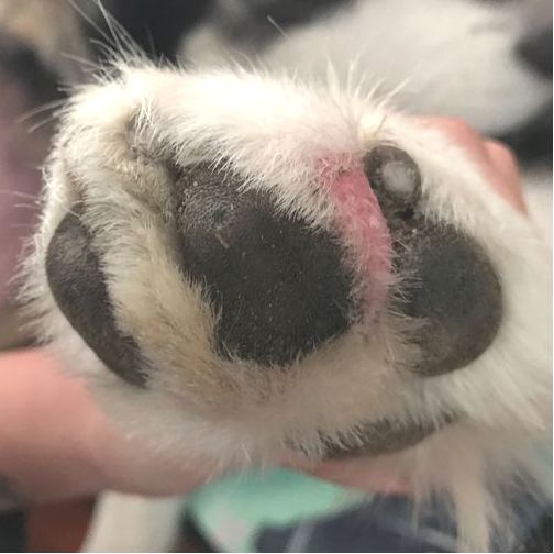 处理狗狗皮肤病的小妙招,狗狗皮肤发红是什么皮肤病