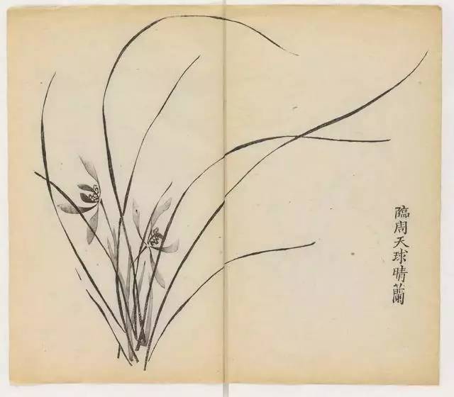 毛笔怎么画兰草,怎么画兰花和书法