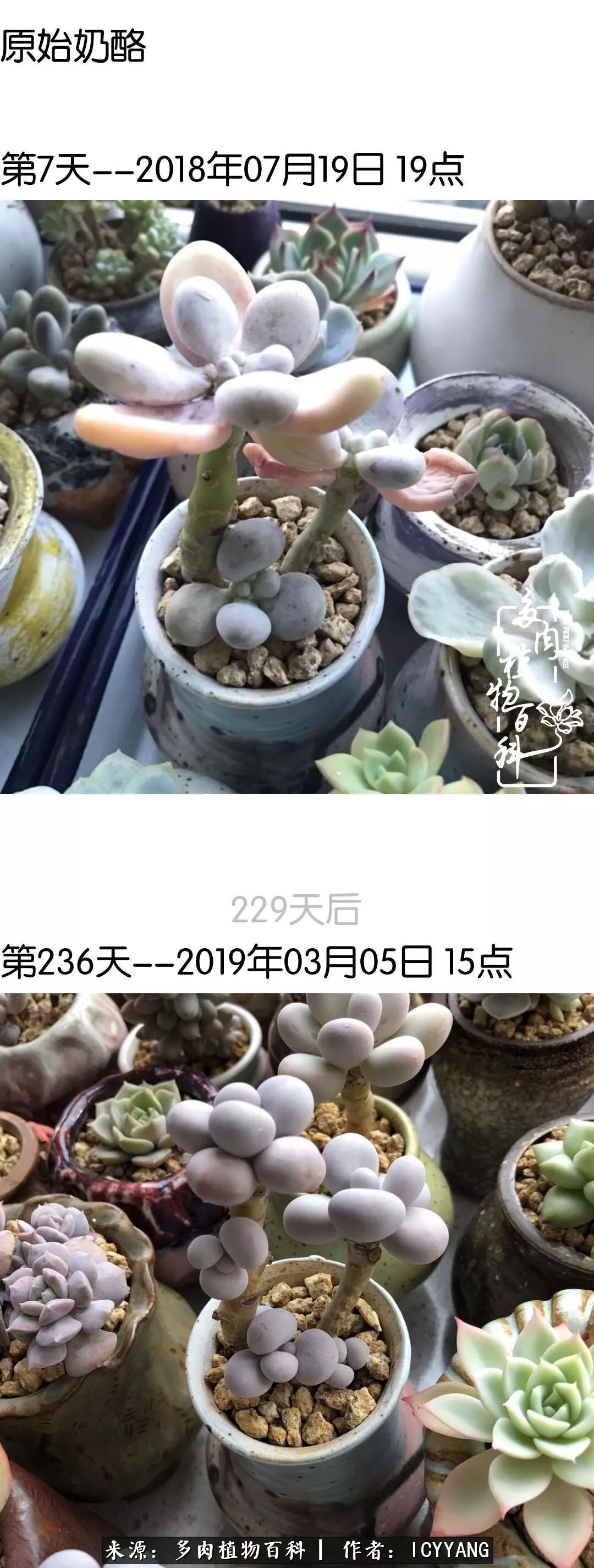 室内阳台多肉的养护方法,景天多肉养护