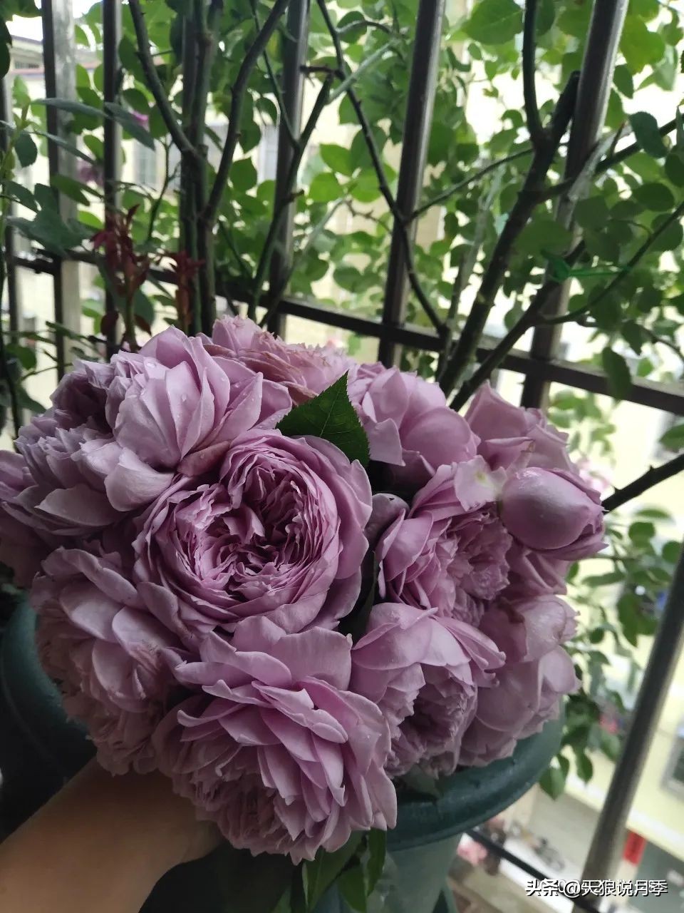 月季春季第一波花要不要剪,月季春季第一波花开后嫁接