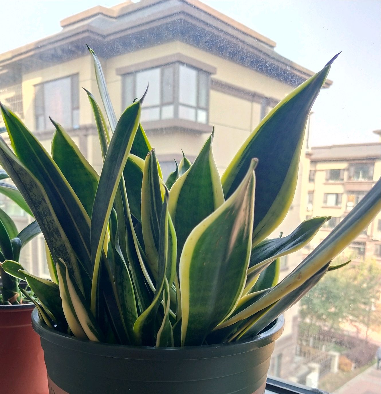 虎皮兰冬季叶子发软怎么回事,虎皮兰冬天叶子变软怎么办