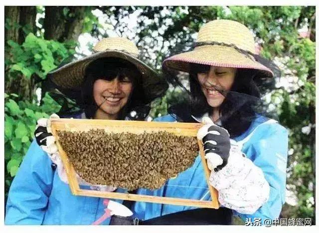中国养蜂业的前景和现状是怎样的,目前养蜂业前景如何