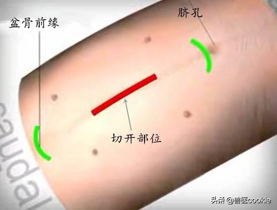 科普：关于犬猫去势/绝育的知识