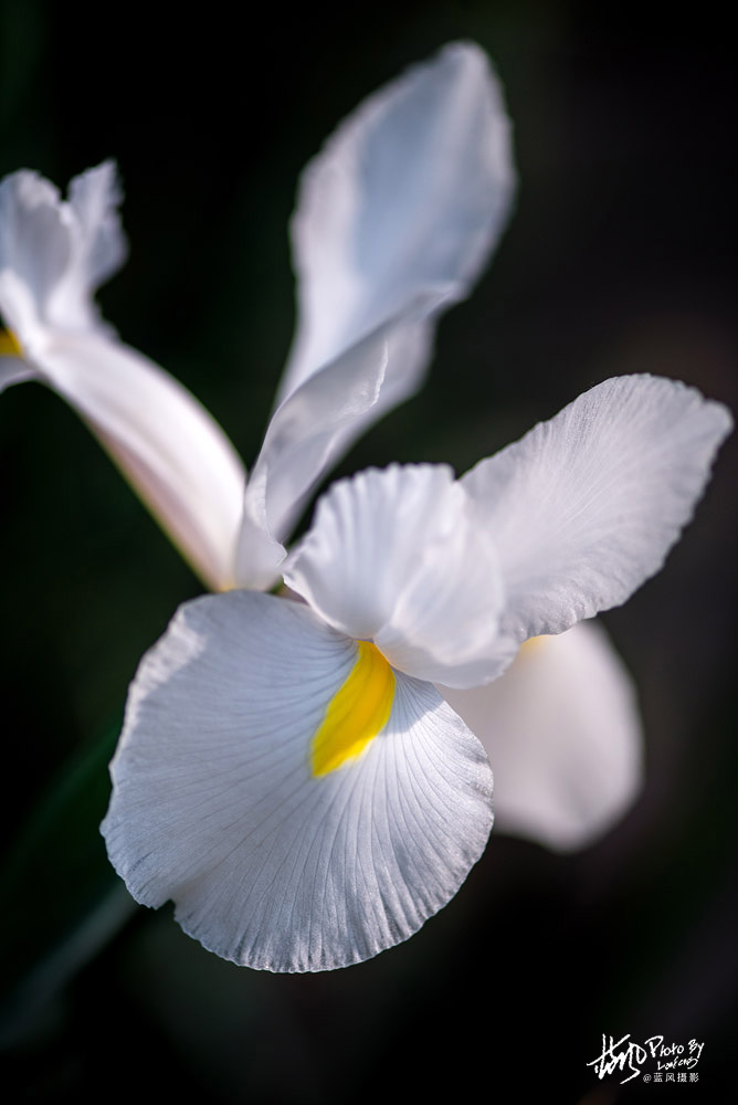 上海国际花展一览表,上海国际花展一览