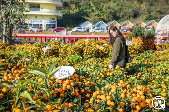 深圳花店有什么花,深圳龙华花店订花送花
