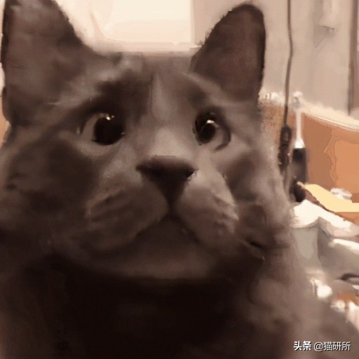 猫咪斗鸡眼是什么意思,猫咪斗鸡眼困倦不爱动微微颤抖