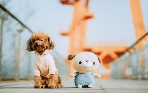 养泰迪犬要准备什么要注意什么,泰迪怎么养新手养泰迪犬基本知识