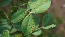 花生黑霉病如何防治,如何预防花生黑斑病