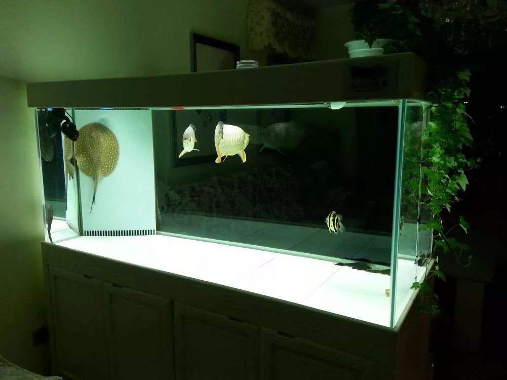 裸缸水质浑浊如何打造空气缸,鱼缸开缸水质怎么改善