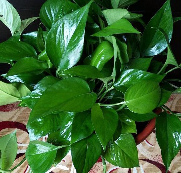 家庭怎么养绿萝用什么肥才茂盛,绿萝浇什么肥料养最好