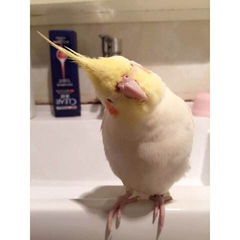 不同宠物花销大盘点原来养它才是真土豪