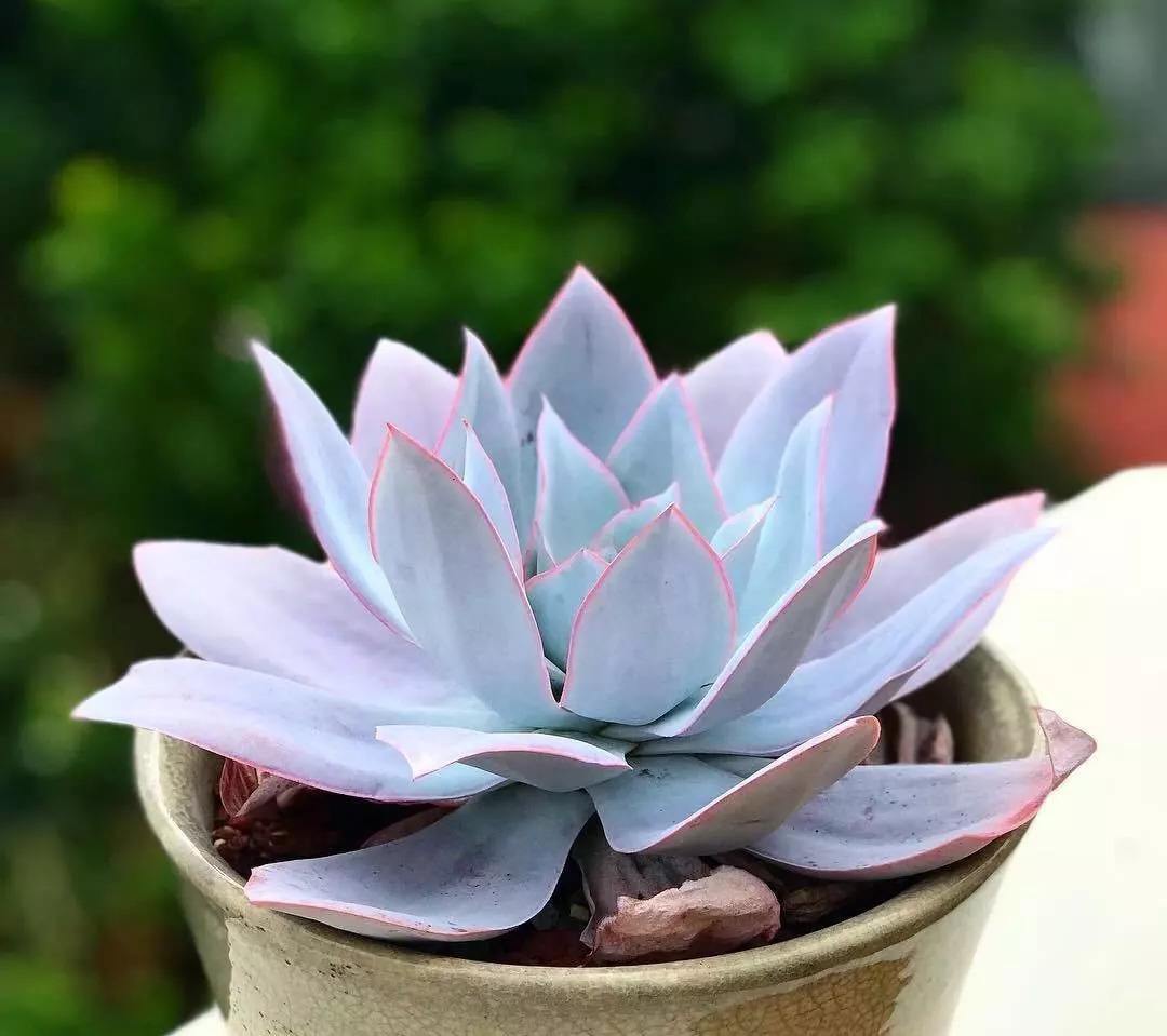 100种常见多肉植物图鉴收藏,1000种多肉植物图鉴及名字