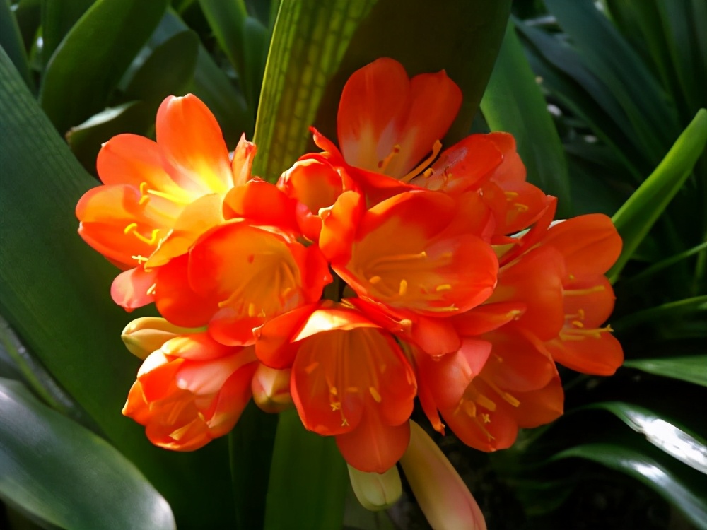 入夏君子兰小苗烂根如何处理,入夏君子兰如何换盆