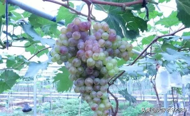 汉源土特产有哪些,汉源才有的美食