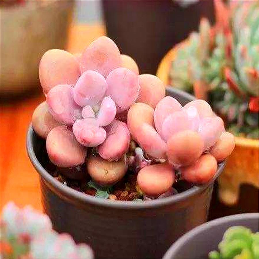 多肉艾伦斑怎么处理,多肉艾伦叶片有黑点是什么问题