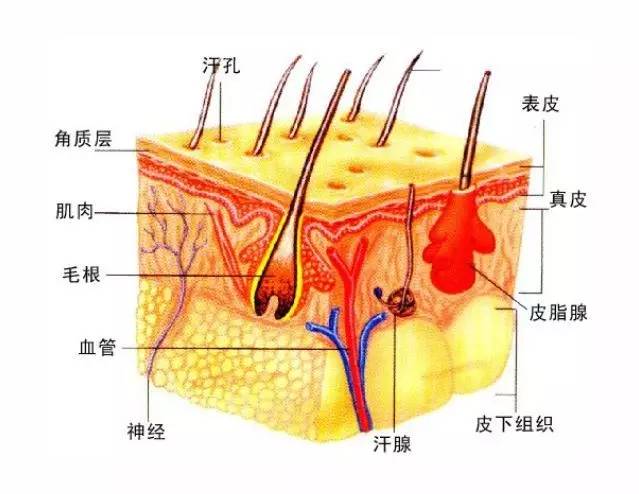 明星保养皮肤秘诀,男生怎么保养皮肤