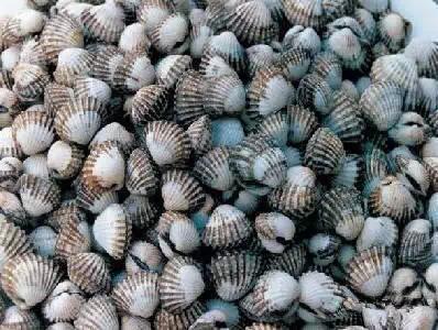 开海什么海鲜最好,开海季肥美海鲜