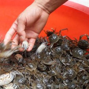 河蟹病害防控及渔药使用,河蟹病怎么治