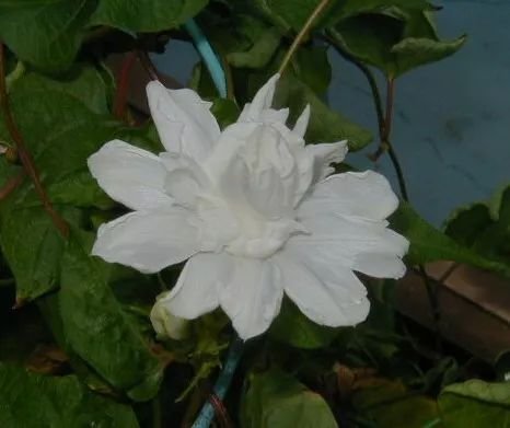 牵牛花到处都可以肆无忌惮的生长,不常见的品种,美出天际!