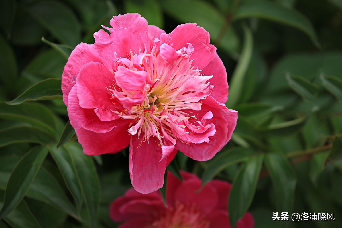 大院绿化的回忆——顺便看看院里的芍药定个究竟有多少种？