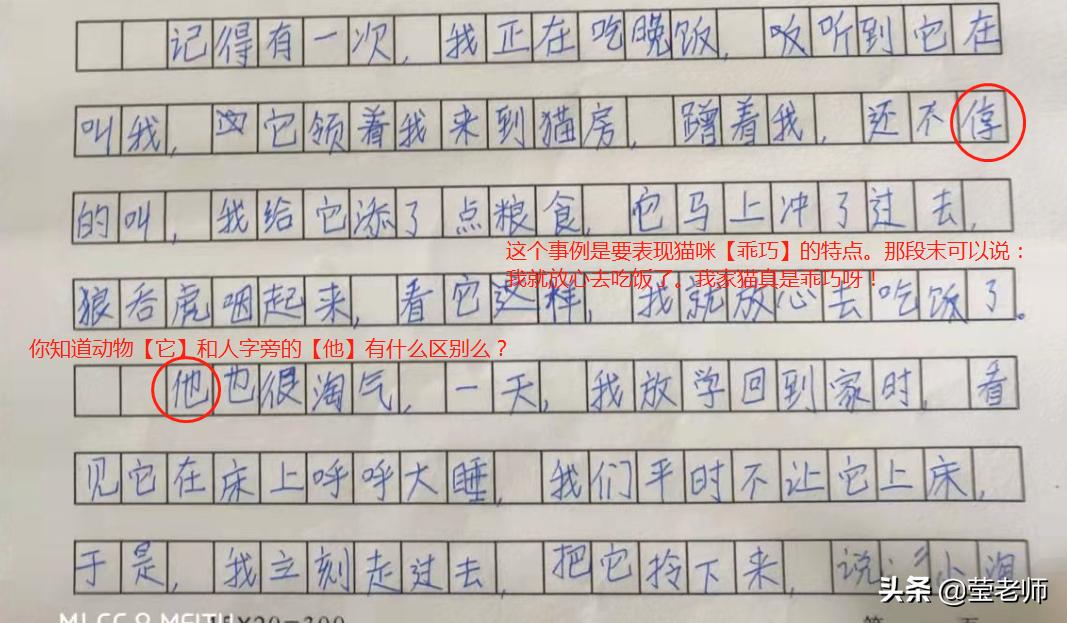 应邀点评作文/我家的小猫咪（四年级小美）