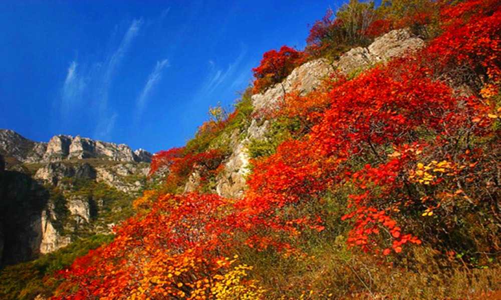 广西长寿村天然氧吧,长寿村氧吧