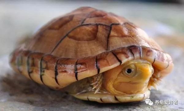 深水龟有哪些品种不需要晒台,斑点龟属于深水龟吗