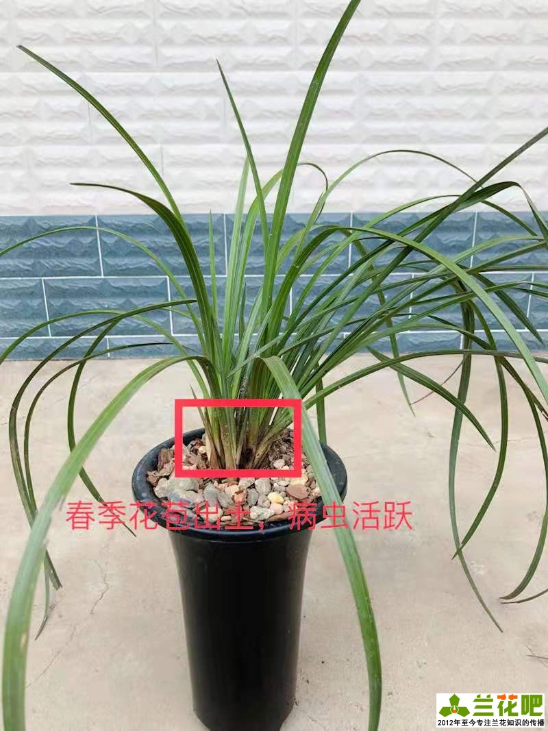 春季蚧壳虫活跃，叶片上白色颗粒刮擦刷治标不治本，两种药物根除