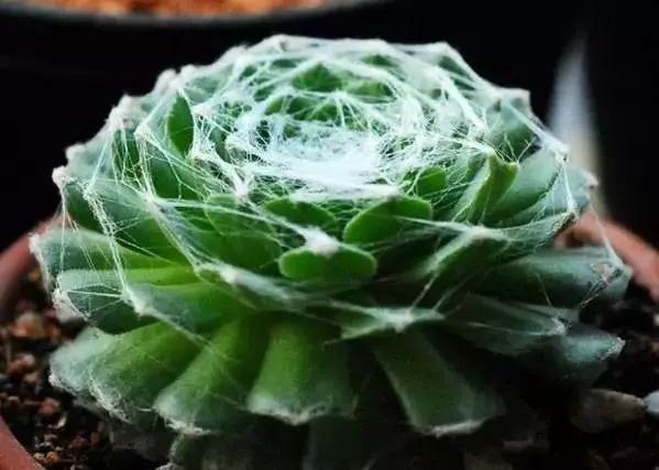 推荐轻松玩转100种常见多肉植物,700种多肉植物图鉴pdf百度云