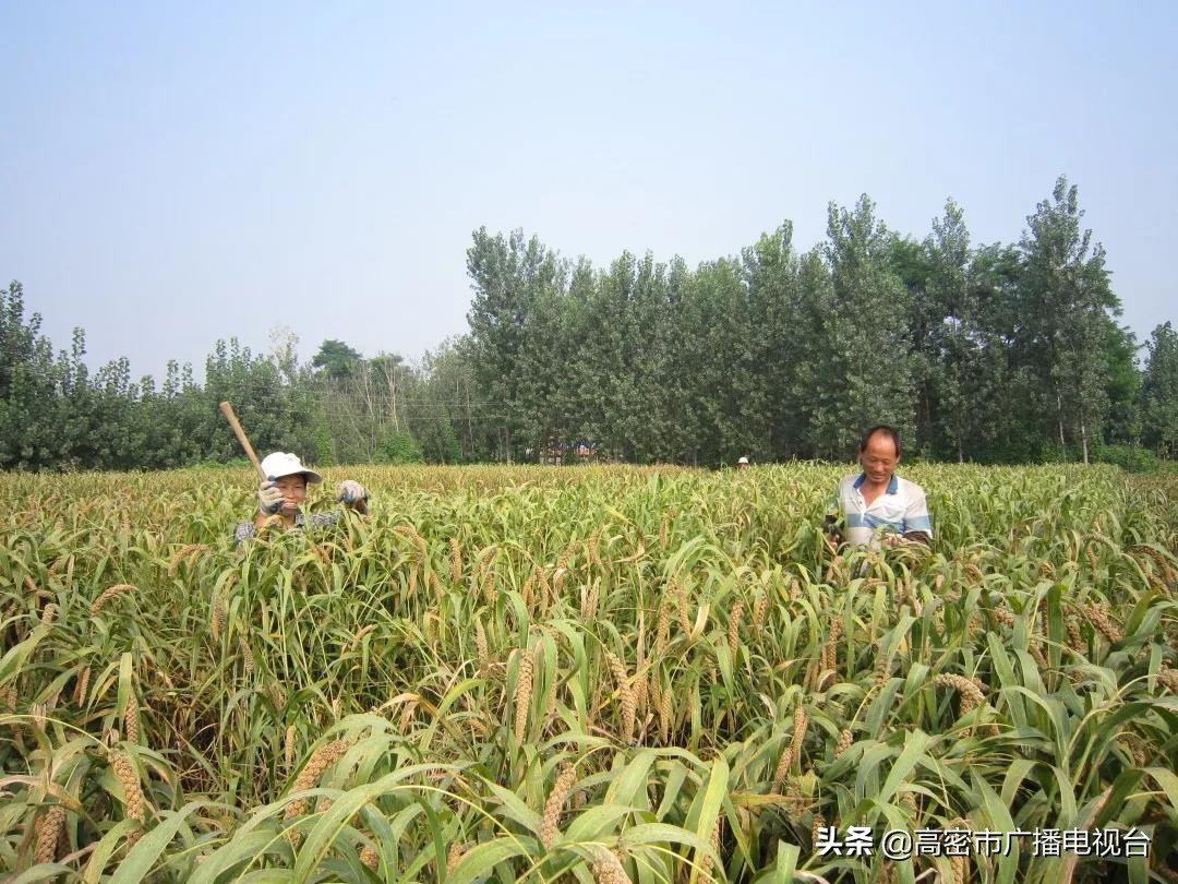 高密的生活,幸福在高密