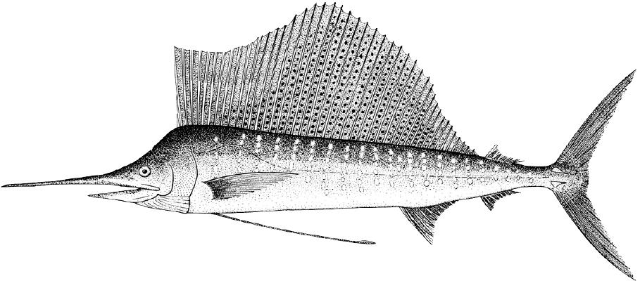 剑鱼vs旗鱼vs金枪鱼谁速度快,游得最快的海洋动物旗鱼