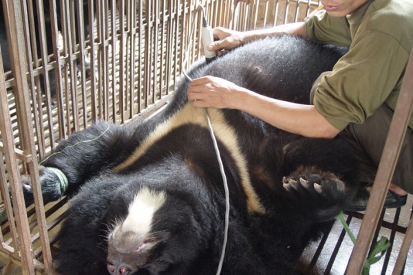 国外牛身上为什么要开洞,牛肚子上开洞放气牛不感染吗