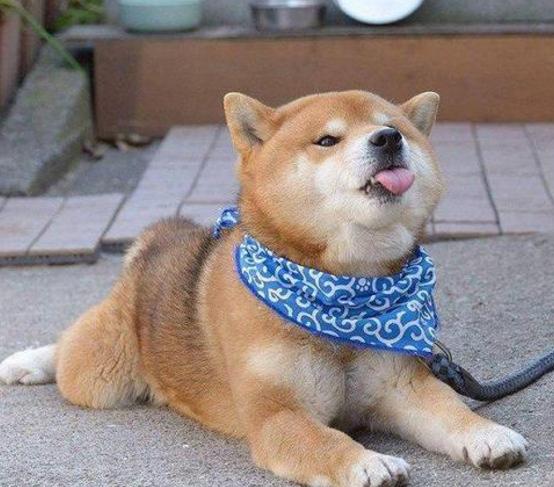 日本柴犬和国内的怎么不一样,日本柴犬怎么火起来的