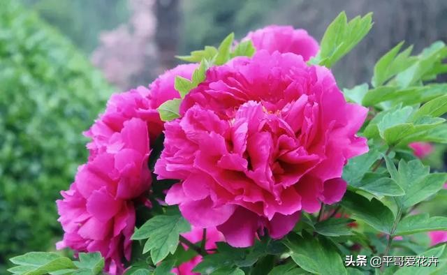 家里的牡丹叶片萎蔫？这“4个方面”不可忽视，现在知道还不晚